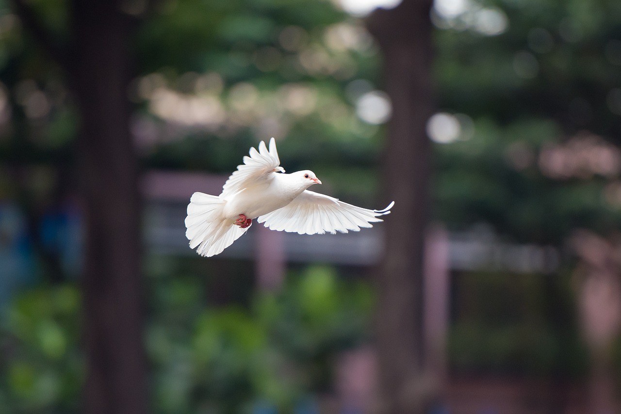 Die Taube als Symbol des Friedens